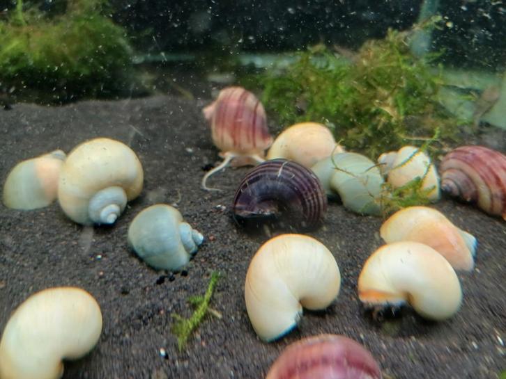 Hobbyaquarium Appelslakken paars/blauw/wit/geel, Dieren en Toebehoren, Vissen | Aquariumvissen, Zoetwatervis, Slak of Weekdier