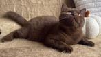 Met stamboom: Brits Korthaar kitten (chocolade, kater), Dieren en Toebehoren, Katten en Kittens | Raskatten | Korthaar, Kater