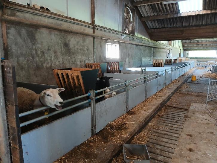 Kunstof kraamhokken, Dieren en Toebehoren, Schapen, Geiten en Varkens, Schaap, Geslacht onbekend