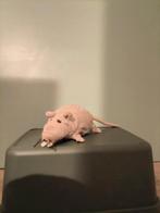 Rat van de ikea, Kinderen en Baby's, Speelgoed | Knuffels en Pluche, Ophalen of Verzenden, Zo goed als nieuw, Overige typen