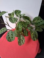 Maranta, Huis en Inrichting, Kamerplanten, Ophalen of Verzenden, Minder dan 100 cm