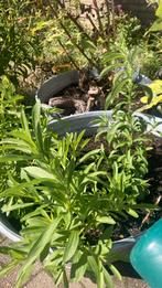 Gratis: stevia bladeren, planten, Diversen, Levensmiddelen, Ophalen