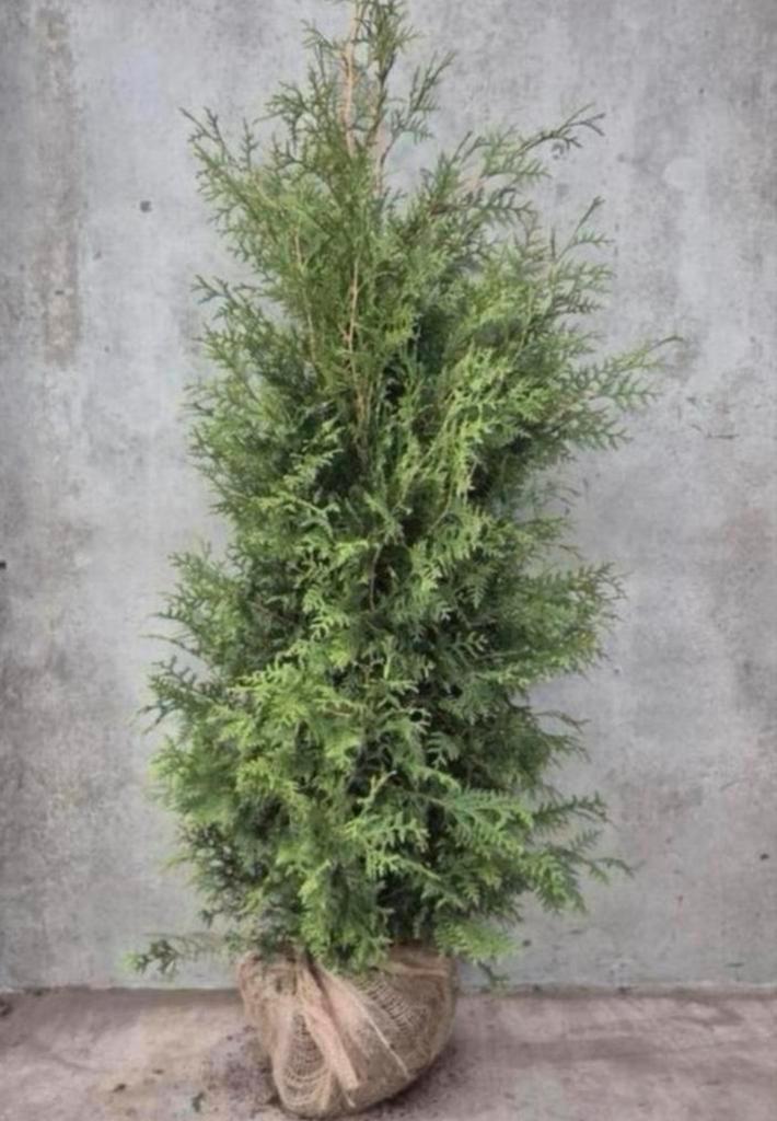Thuja brabant coniferen, Tuin en Terras, Planten | Struiken en Hagen, Conifeer, 100 tot 250 cm, Ophalen of Verzenden