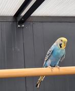 Rave zoekt een huisje! (Grasparkiet), Dieren en Toebehoren, Vogels | Parkieten en Papegaaien, Mannelijk, Parkiet