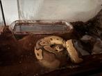 Vrouwelijke ball python, python regius incl groot terrarium, Dieren en Toebehoren, Reptielen en Amfibieën, Slang, Met terrarium