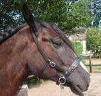 Kaptoom - multibridle maat X-full, Ophalen of Verzenden, Nieuw, Dressuur