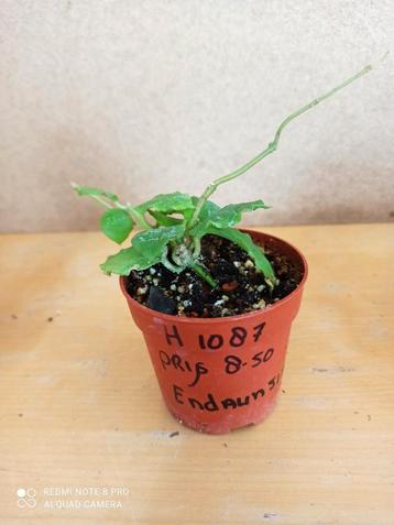 Hoya Endaunsis potmaat 6.5 nummer H1087 beschikbaar voor biedingen