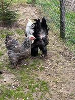 Brahma kippen, Dieren en Toebehoren, Pluimvee, Meerdere dieren, Kip