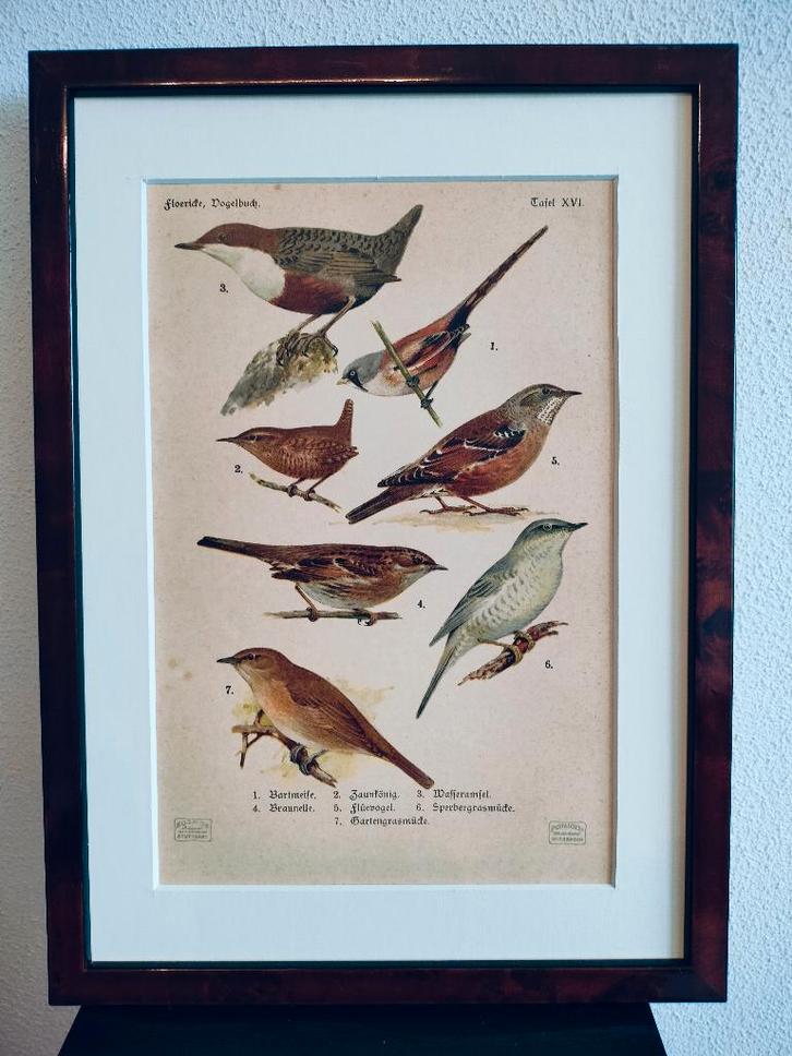 Litho Floericke Baardman Winterkoning Tuinfluiter 1922, Antiek en Kunst, Kunst | Litho's en Zeefdrukken, Ophalen of Verzenden