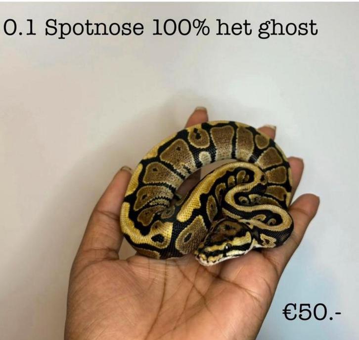 0.1 Spotnose 100% het ghost NK25