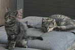 Boerderij kittens tijgerlook, Dieren en Toebehoren, Katten en Kittens | Overige Katten