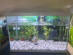 Superfish agarium 70 ltr inclusief garnalen algeneters, Dieren en Toebehoren, Ophalen of Verzenden, Zo goed als nieuw, Gevuld zoetwateraquarium