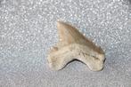 Palaeocarcharodon orientalis, Ophalen of Verzenden, Fossiel