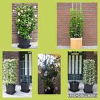 ZELF KWEKEN handige klimrekken met kwekerspot, Ophalen of Verzenden, Nieuw, Overige typen