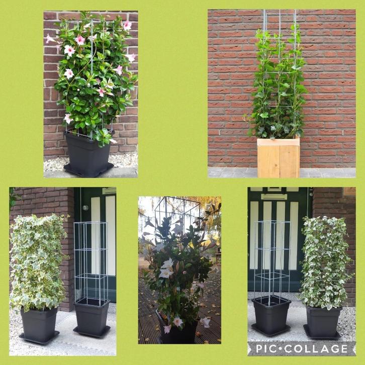ZELF KWEKEN handige klimrekken met kwekerspot, Tuin en Terras, Kweekspullen, Nieuw, Overige typen, Ophalen of Verzenden