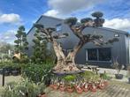 Mega bonsai olijfboom / olijfbomen met plateaus's te koop!!, Bloeit niet, Ophalen of Verzenden, Olijfboom, 250 tot 400 cm