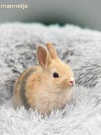 🔹Schattige jonge dwerg konijntjes tekoop 🔹, Dieren en Toebehoren, Konijnen, Meerdere dieren, Dwerg, 0 tot 2 jaar