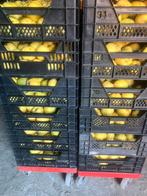 Kweeperen biologisch, Tuin en Terras, Planten | Fruitbomen, Ophalen of Verzenden, Minder dan 100 cm, Overige soorten, Zomer