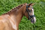 Super knappe zweetvos E pony, Dieren en Toebehoren, Pony's, B, Gechipt, Dressuurpony, 3 tot 6 jaar