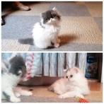 Gezocht, eigenaren van deze kittens.