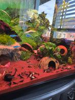 Neocaridina blue diamond garnalen, Dieren en Toebehoren, Vissen | Aquariumvissen, Kreeft, Krab of Garnaal