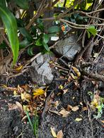 Rotsen / natuurstenen / keien, Tuin en Terras, Grind, Keien en Split, Ophalen