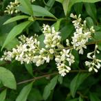 **ACTIE** Ligustrum vulgare, Bladverliezende liguster inheem, Ophalen of Verzenden, Liguster, Struik, Minder dan 100 cm