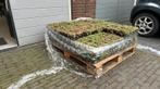 Sedum kruiden dak cassettes - 3m2, Ophalen, Minder dan 30 cm, Zo goed als nieuw, Rechthoekig