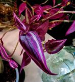 Tradescantia Pink Paradise stekjes, Ophalen, Overige soorten, Minder dan 100 cm