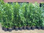 Laurier Novita potgekweekt 160-180 cm € 12.50, Ophalen, Laurier, Haag, 100 tot 250 cm