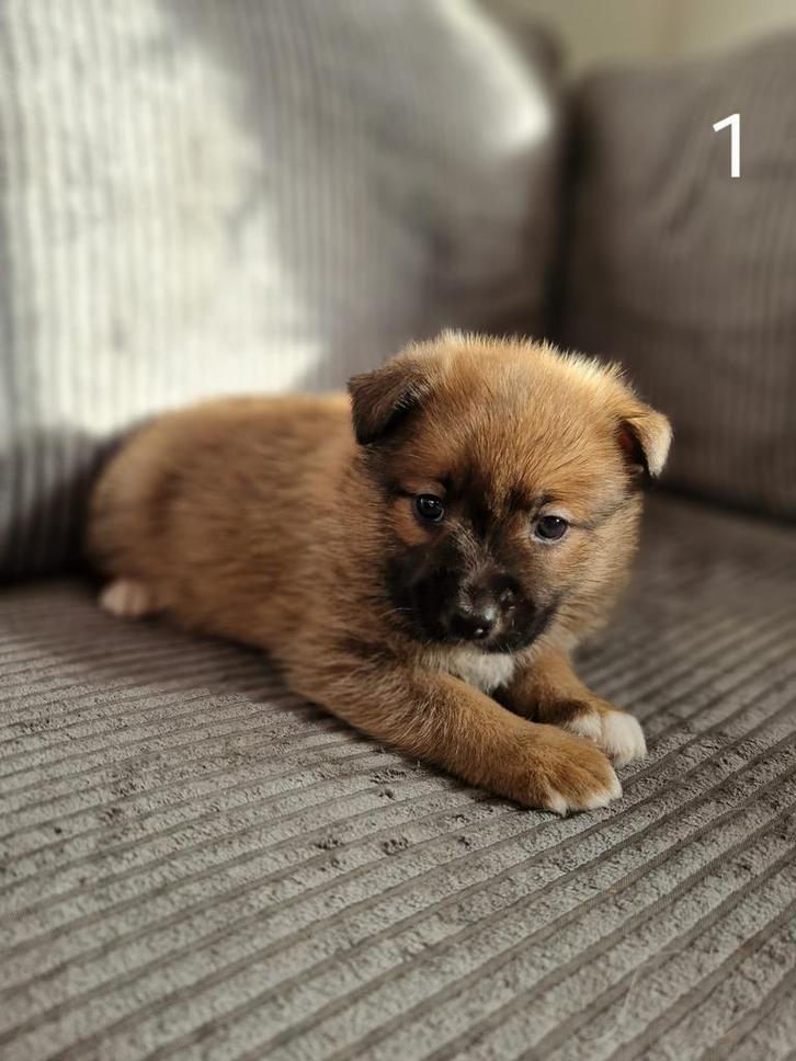 Aussie poms pups, Dieren en Toebehoren, Honden | Chihuahua's en Gezelschapshonden, Reu, Overige rassen, Particulier, Meerdere