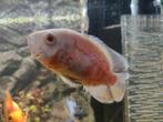 Pauwoogcichlide (Oscar) Gratis afhalen, Dieren en Toebehoren, Vissen | Aquariumvissen, Vis