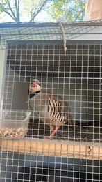 Keklik, Dieren en Toebehoren, Mannelijk, Tropenvogel