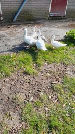 Muskeseend(en), Dieren en Toebehoren, Meerdere dieren, Eend