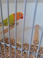 Agapornis Ficheri 1-1 Dilute/Opaline x Dilute br-r, Dieren en Toebehoren, Vogels | Parkieten en Papegaaien