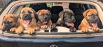 Bullmastiff pups met stamboom, Dieren en Toebehoren, Overige rassen, CDV (hondenziekte), 8 tot 15 weken, Meerdere