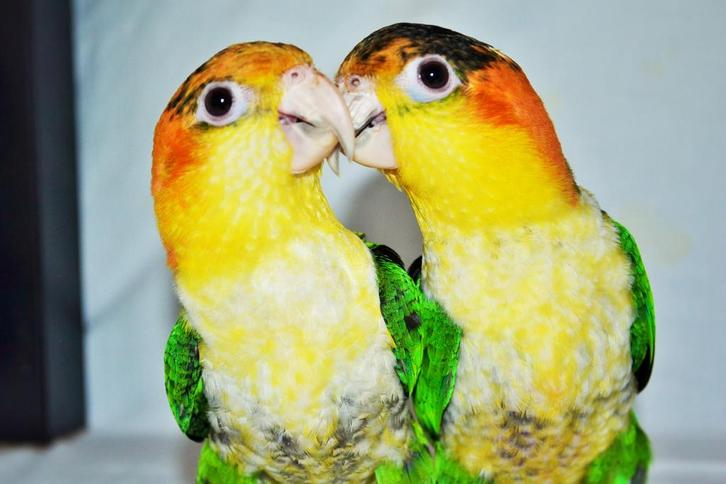Groendij caiques met kooi, Dieren en Toebehoren, Vogels | Parkieten en Papegaaien, Dwergpapegaai of Agapornis, Mannelijk, Tam