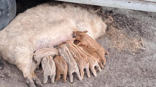 Biggen wolvarken, Dieren en Toebehoren, Schapen, Geiten en Varkens, Varken, Meerdere dieren, 0 tot 2 jaar