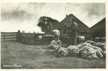 (701-330-019) Texel Schapen scheren beschikbaar voor biedingen