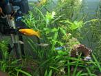 Guppies te koop, Dieren en Toebehoren, Vis, Zoetwatervis, Schoolvis
