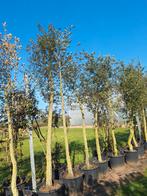 Quercus suber, kurkeik,  grote maten uitverkoop, Overige soorten, Zomer, Ophalen, Volle zon