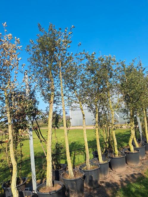 Quercus suber, kurkeik,  grote maten uitverkoop, Tuin en Terras, Planten | Bomen, Overige soorten, Volle zon, Zomer, In pot, Ophalen