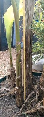 Musa basjoo bananenplant winterhard, Tuin en Terras, Halfschaduw, Zomer, Overige soorten, Ophalen