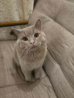 Britsekorthaar dekkater lilac €170,.-,Dekkingsgarantie, Dieren en Toebehoren, 0 tot 2 jaar