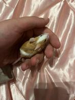 Jonge Tamme kleurmuisjes, Dieren en Toebehoren, Muis, Mannelijk, Tam, September