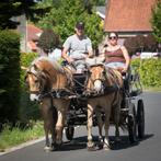 Mooi koppel jonge haflingerruinen betuigd en bereden., E pony (1.48m - 1.57m), B, Gechipt, Ruin