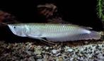 zilverarowana 12-15 cm, Vis, Zoetwatervis
