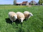 Te koop, Mannelijk, Schaap, 3 tot 5 jaar