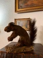 Taxidermie eekhoorn opgezet ️, Verzamelen, Dierenverzamelingen, Gebruikt, Ophalen of Verzenden