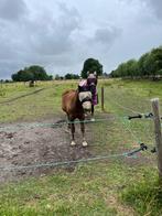 Te koop Schwarzwalder fuch merrie veulen, Dieren en Toebehoren, Pony's, Merrie, Tuigpony, D pony (1.37m tot 1.48m), Gechipt